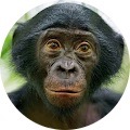 La Bonobo